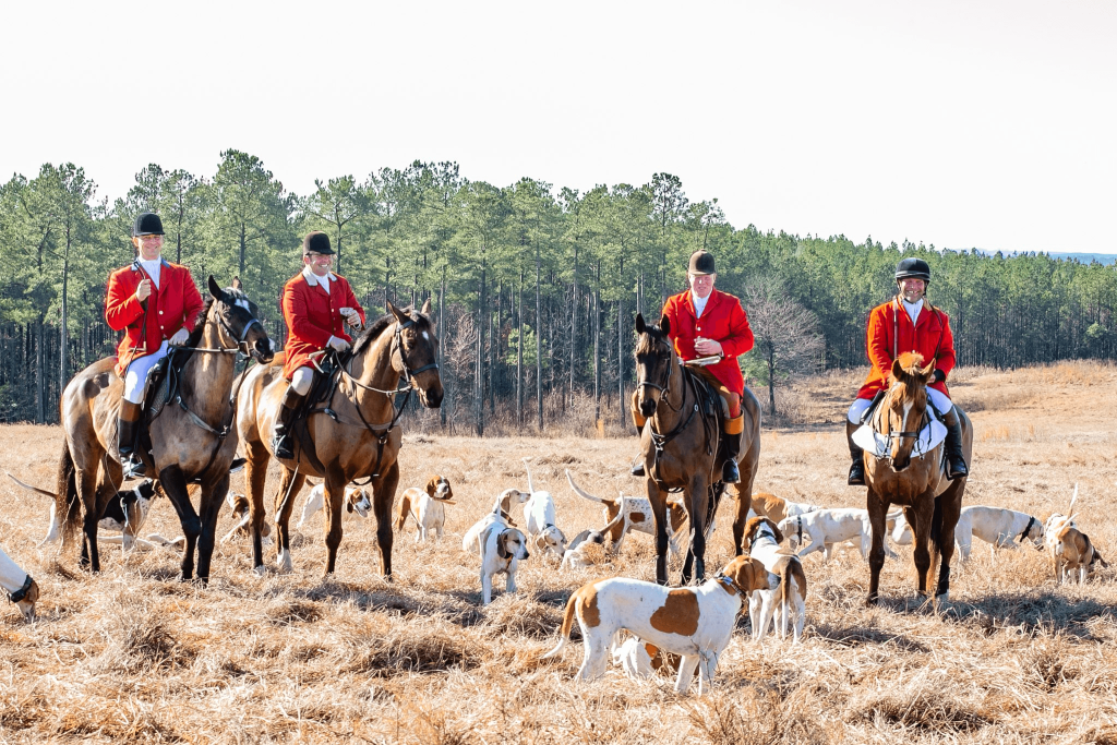 Four huntsman on horses in field with hounds.