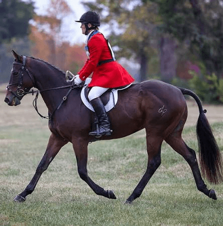 Rider in red coat with penny trotting on braided horse.