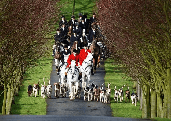 Formal hunt field walking on drive, preceded by hounds.