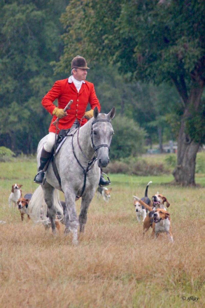 Huntsman Tony Gammell on a grey horse in a field with the hounds.