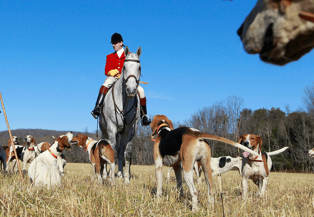 Huntsman on grey horse with hounds.