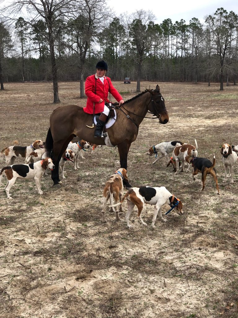 Huntsman on horse with hounds,