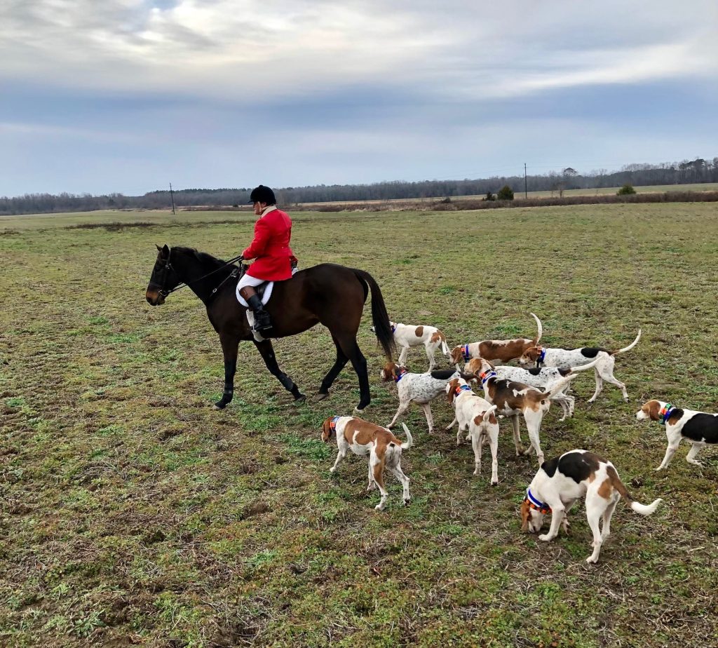 Huntsman riding horse, leading group of hounds in field.