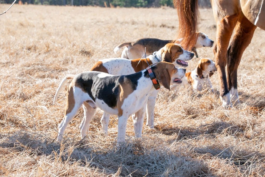 Three hounds standing and one lying down in field behind horse.