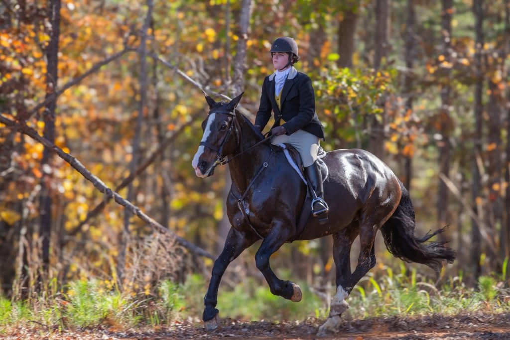 Hunt rider cantering on dark horse.