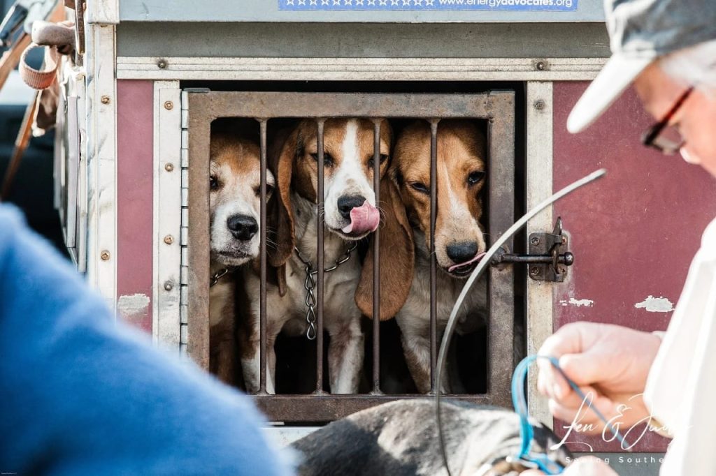 Three hounds looking out of cage.