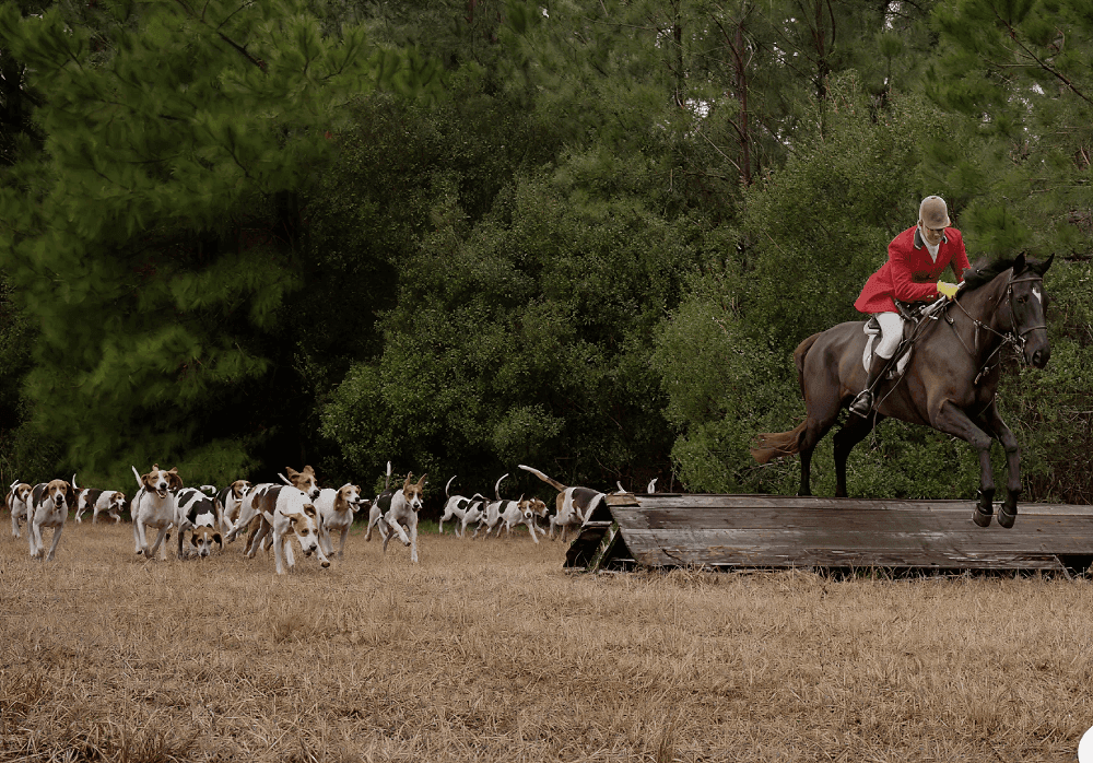 Hunt rider jumping small coop with large group of hounds following.