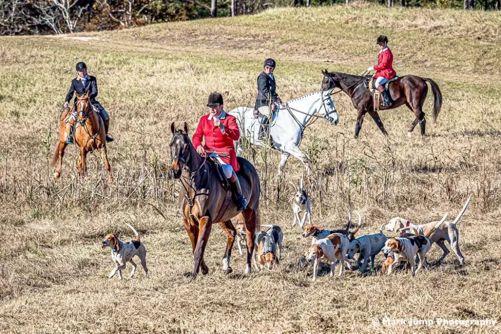 horses and huntsman with hounds around in golden field