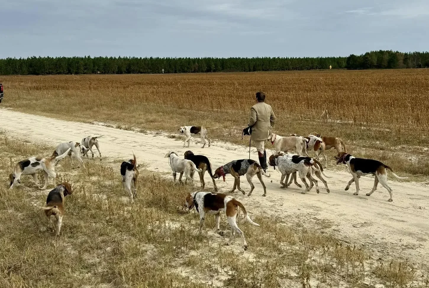 Huntsman walking with several hounds on sandy path.