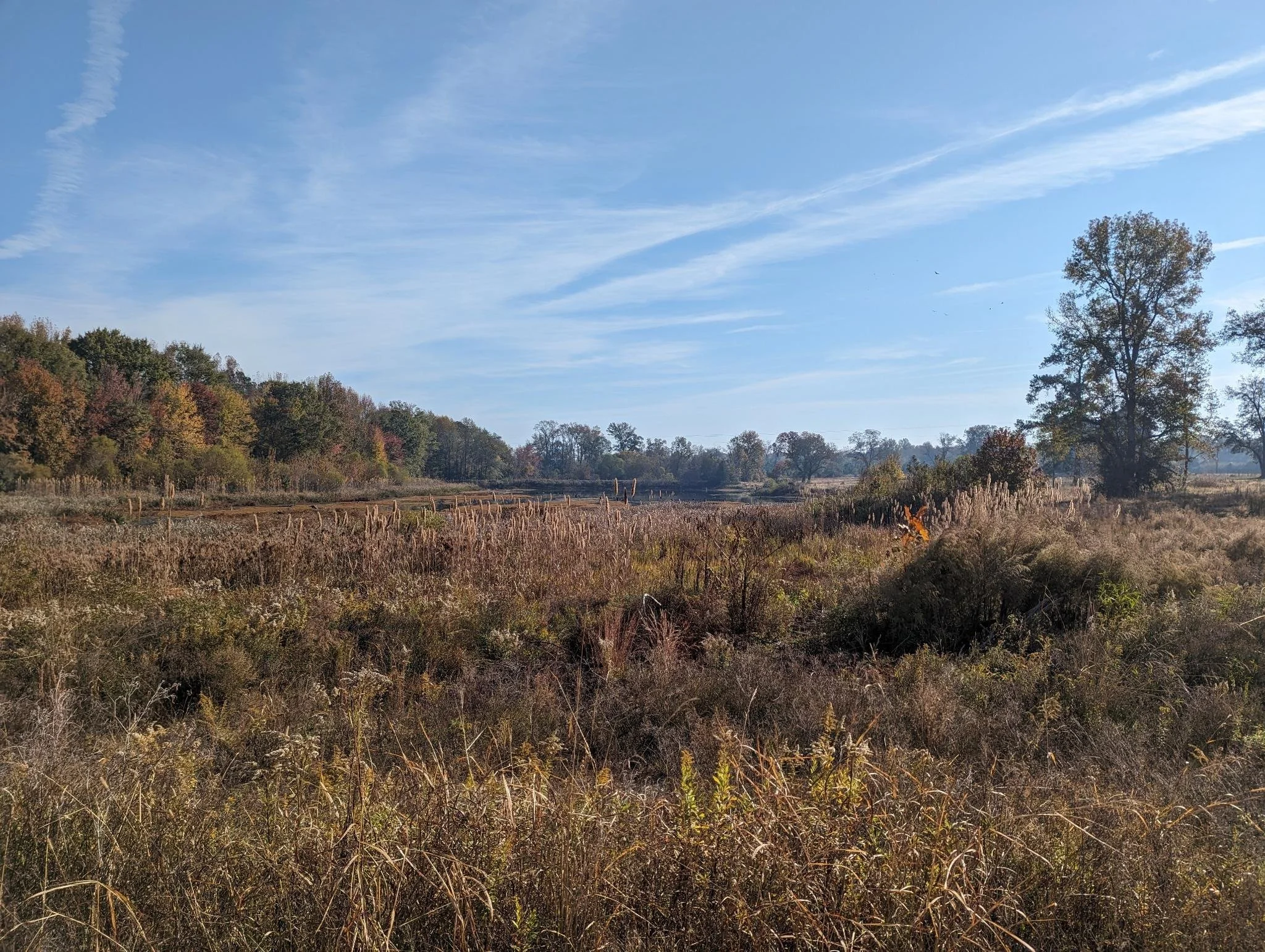 Field with tall grass and weeds.